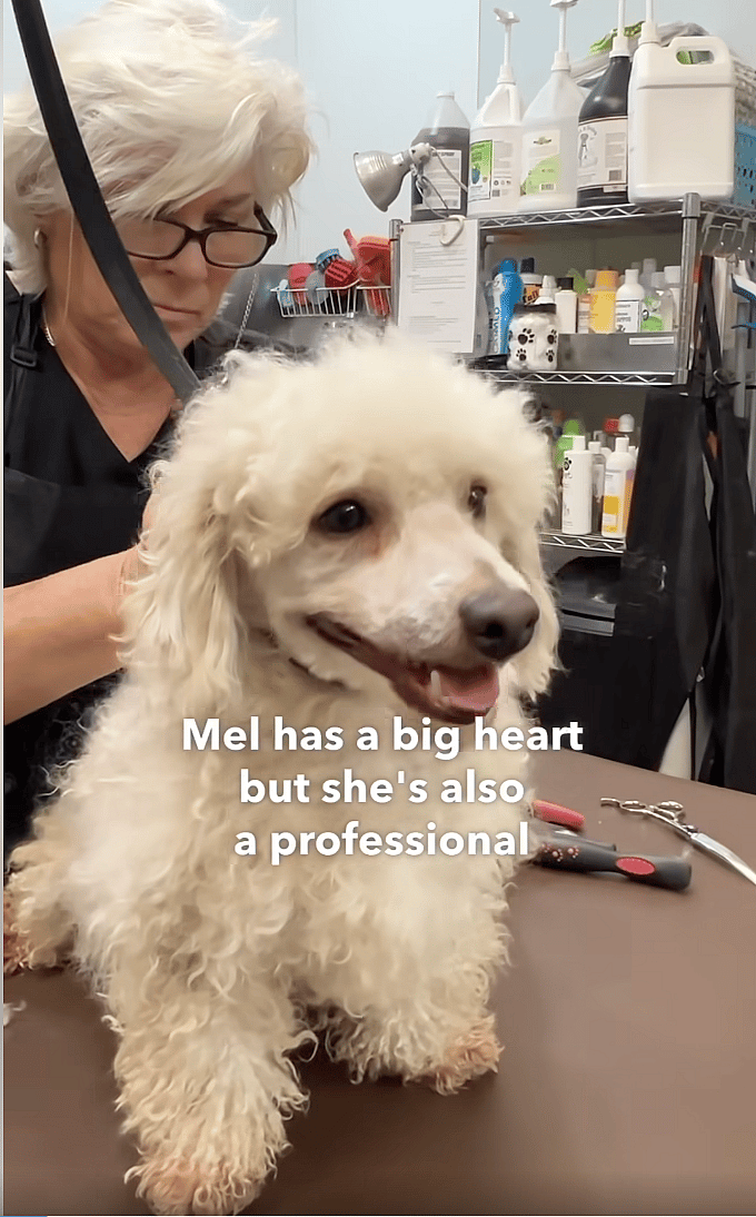 Neglected Dog Found at Local High School Undergoes Dramatic Transformation and Finds a Home